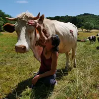 Audrey Thonnat et Olympe. « Si une vache accepte que je la touche, quelle que soit la partie du corps, c’est que la confiance est établie. »