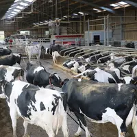 D’après Dairy 4 Future, le système « tout bâtiment » avec des vaches à 10 000 kg de lait permet d’avoir une empreinte carbone équivalente à celle des