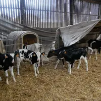 Une fois séparés de leur mère, les veaux femelles sont élevés au DAL jusqu’à 12 semaines environ.