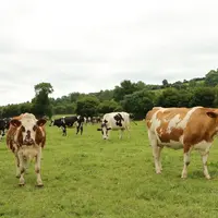 La légère érosion du prix du lait sur le premier semestre 2022 (par rapport au premier semestre 2021) est stoppée.
