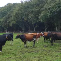 Les croisées sont des vaches robustes et résilientes parce qu’elles ont un pool de gènes large.