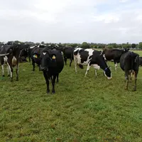 En Irlande, la ferme de Moorepark passe des vaches croisées aux Holstein-frisonnes