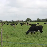Depuis janvier 2019, l'ensemble du troupeau est constitué de vaches croisées.