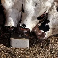 Même s’ils représentent peu en poids dans la ration, entre 200 et 300 g par jour, les minéraux sont indispensables pour équilibrer une ration.