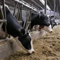 L’autonomie protéique, un défi pour chaque système laitier