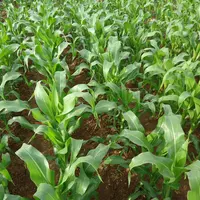 Un interrang plus resserré (50 cm ici) génère une meilleure répartition spatiale des plants.