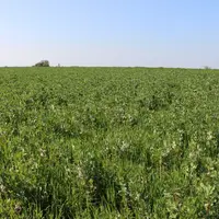 Les reproches faits aux méteils récoltés immatures sont qu'ils sont plus encombrants et plus coûteux qu'un ensilage d'herbe, et moins adaptés au sécha
