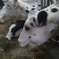 Seul un anti-inflammatoire a été administré à cette vache à l'auge enflée.