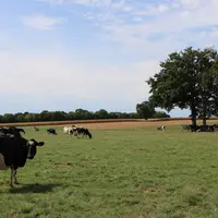 La prairie reste le pilier des systèmes autonomes, même soumis aux sécheresses. La diversification fourragère complète les systèmes autonomes résistan