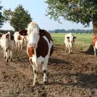 Le stress thermique impacte plus les animaux qui ont actuellement les meilleures valeurs génétiques pour la production.