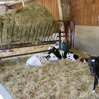 Combien d'élevages ont plus d'animaux non productifs que productifs ?
