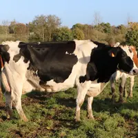Myrtille, l'une des doyennes, est en 5e lactation. Elle est encore rentable, avec une 4e lactation à 13 510 litres en 305 jours. Mais son lait présent