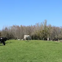 Dans les systèmes pâturants du réseau Civam, les charges d'énergies indirectes (utilisées pour la production, le transport et le stockage des intrants