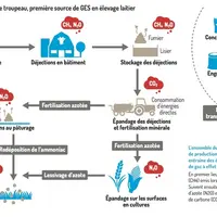 Comment réduire les émissions de gaz à effet de serre en élevage laitier ?