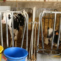 L’engraissement des jeunes bovins laitiers recule en France.