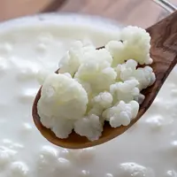 Originaire du Caucase, le kéfir est utilisé depuis des siècles en santé humaine. Le kéfir lait a l’aspect d’un yaourt liquide homogène.