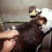 Une étude montre un effet bénéfique si le vaccin est injecté avant l'âge de 4 mois.