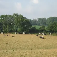 En cas de perte de rendement supérieure au seuil d’intervention (30 % pour les prairies), l’État apportera une couverture universelle. Elle sera major