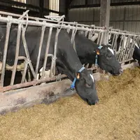 Les rations hivernales sont très souvent déficitaires en azote, d'après les analyses de fourrages réalisées par Seenovia (2019 à 2021).