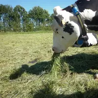 Selon la composition prairiale, il peut être intéressant de laisser sécher l’herbe 12 à 24 heures avant de la proposer aux animaux.