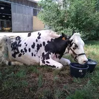 Quand elle essaie de se lever ou lorsqu’on la met debout à la pince, cette vache ne regroupe pratiquement pas les postérieurs et ne parvient pas vérit