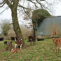 Les veaux sortent de la nurserie à partir de 3 à 4 semaines d'âge. Ils sont encore nourris au lait entier une fois par jour, jusqu'au sevrage à 100 kg