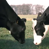 Lactalis dénonce une forte distorsion de concurrence entre les laiteries qui intègrent ou non des indicateurs de coûts de production.