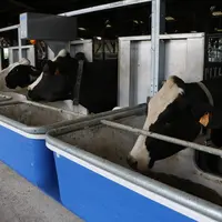 L’alimentation de précision est une démarche où l’on cherche à adapter au mieux les apports aux besoins de chaque animal au cours du temps, en fonctio