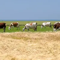La proximité des exploitations facilite les collaborations entre éleveurs et céréaliers
