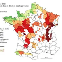 Dans les conditions climatiques actuelles, de nombreux chantiers de récoltes de maïs commenceront avant le 15 août.