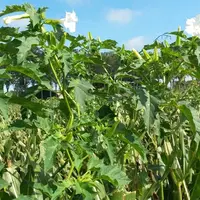 Fleurs blanches datura, plante toxique pour les bovins