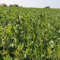 Pour les dérobées avant maïs, les éleveurs ont tendance à délaisser les ray-grass d'Italie et à opter pour des méteils réputés moins consommateurs d'e