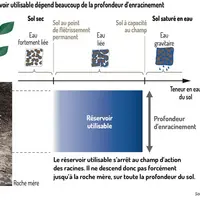 Sécheresse : Quatre clés pour augmenter le réservoir utilisable du sol