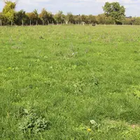 Le pâturage représente 50 % de la ration. Le concentré, pour l’instant acheté, n’est apporté qu’en période de distribution de fourrages conservés.