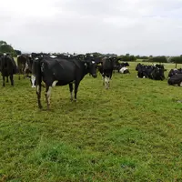 vaches laitières, Irlande, prairies