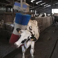 bien-être animal, vache laitière, brosse, bâtiment
