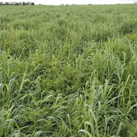 méteil de seigle forestier, vesce velue et trèfle incarnat