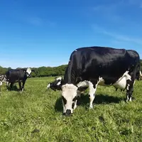 vaches Prim&amp;#039;holstein en train de pâturer sous un ciel bleu