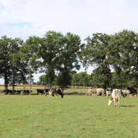Les filières bovines regrettent que la Cour des comptes ne mettent pas assez en avant les externalités positives de l'élevage bovin en France.