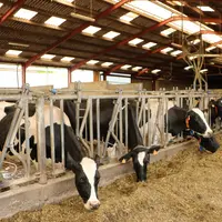vaches laitières au cornadis