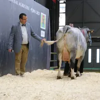 Concours vache bleue du nord
