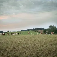 Troupeau de Montbéliardes au pâturag
