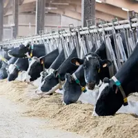 Valorex détaille que «avec un ajout de 0,5 kg de Tradilin, on peut faire baisser en moyenne les émissions de méthane entérique de 9% par litre de lait