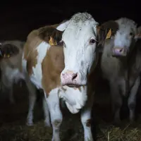 Vaches Simmental à l'étable