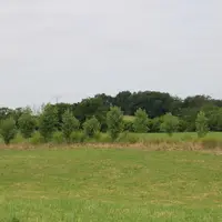 haies dans prairies