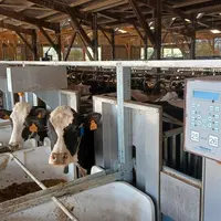 Auges peseuses individuelles à la ferme expérimentale des Trinottières