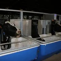 vaches laitières mangeant dans des  auges peseuses