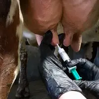 Pose d'obturateur sur une mamelle de vache
