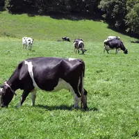Vâche au paturage