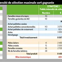 Génétique bovine : Intensifier la sélection sur la voie femelle s'avère payant